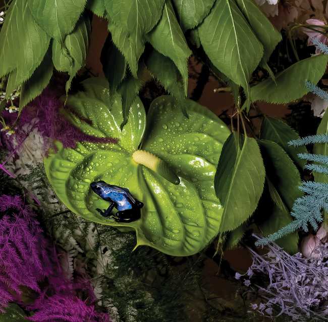 Wonderlust. An artist's love letter to nature