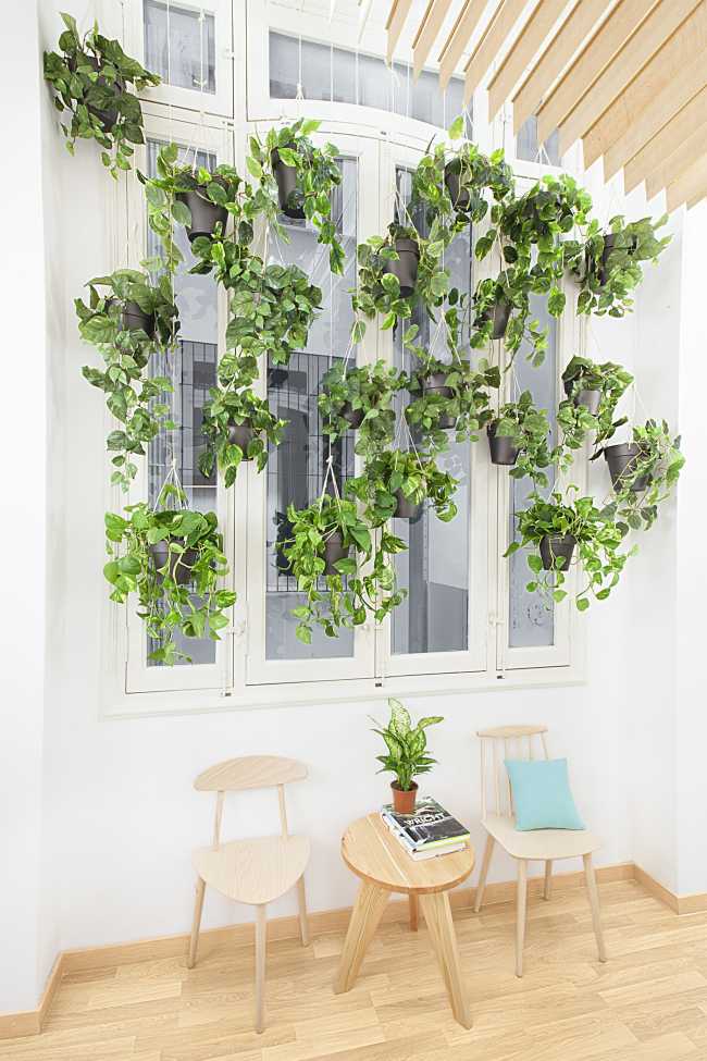 Window with plants