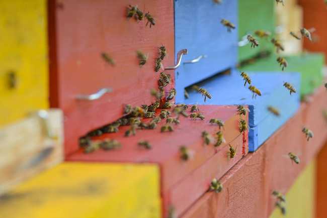 Colored wood and bees