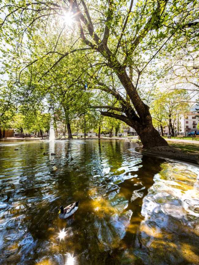 Trees and pond