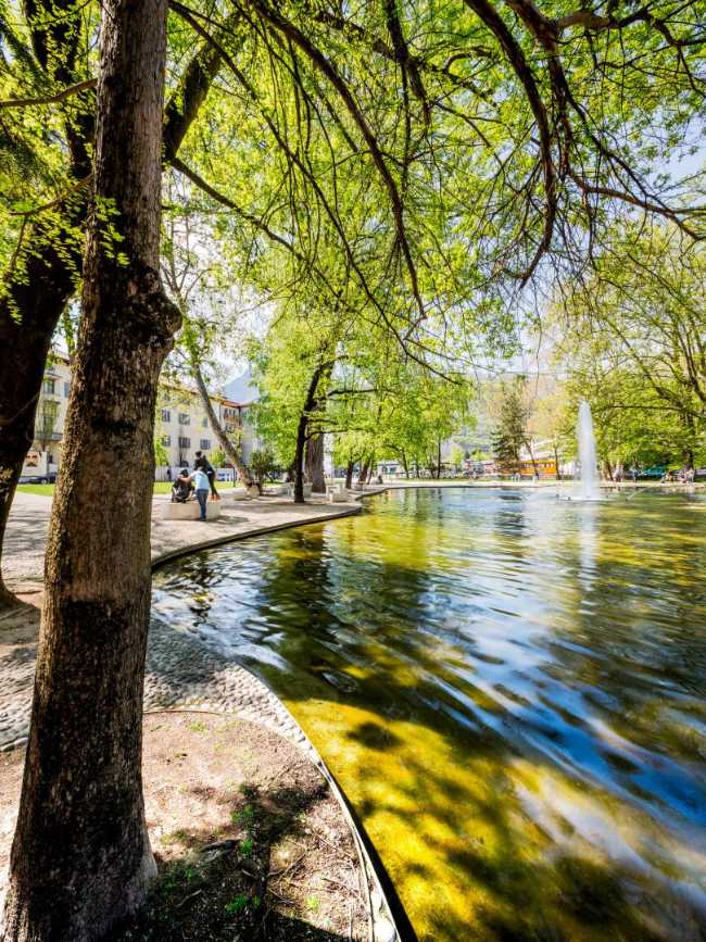 Trees and pond