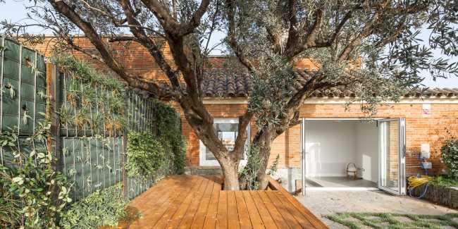 Olive tree in a courtyard